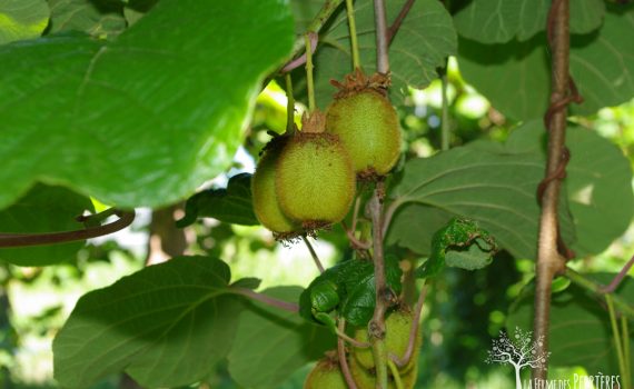 Kiwis